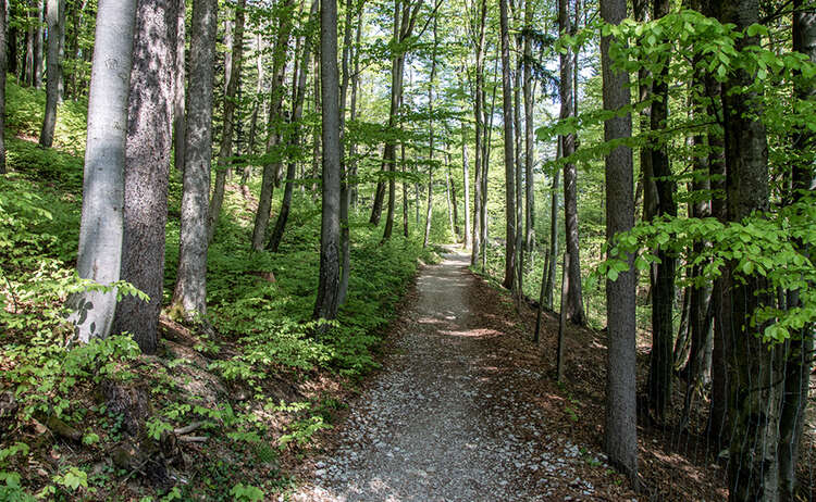 Ein Bergweg im Wald