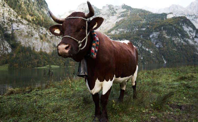 Pinzgauer Kuh am Königssee