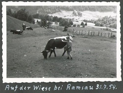 Kuehe Auf Der Wiese Ramsau 1954